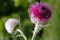 Cirsium eriophorum (L.) Scop.